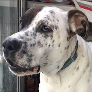 Meet your Posher, Peter